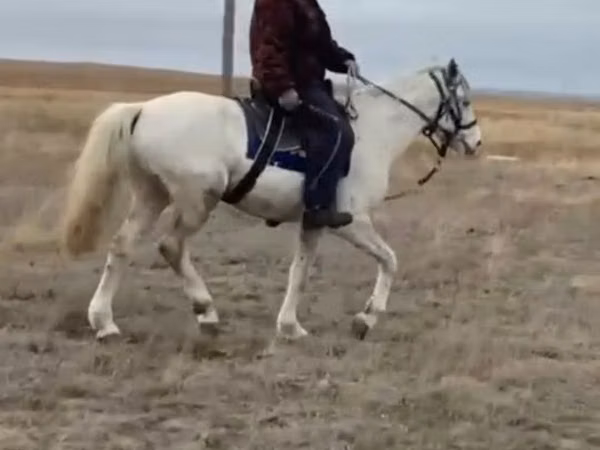 Ат, Аттар — Казакстан