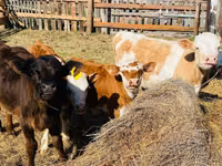 公牛, Holstein breed — 照片 1