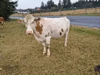 母牛, Simmental cattle — 照片 3