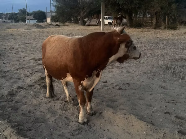 公牛, Simmental cattle — 哈萨克斯坦