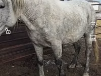 Aygʻir, Otlar — 2-rasm