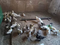 Hausente — Foto 2
