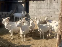 Ziege, Saanen goat — Foto 2