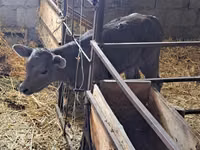 Kuh, Swiss cattle — Foto 1