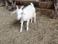 Ziegenbock, Ziegen — Foto 2