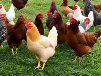 Chickens — Foto 1