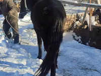 Horse (M), Horses — photo 2