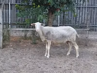 Schaf, Lacaune sheep — Foto 1