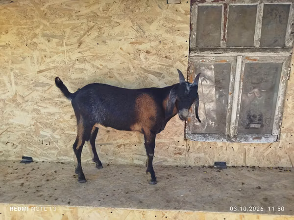 Ziegenbock, Nubian Goat