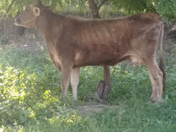 母牛, Swiss cattle