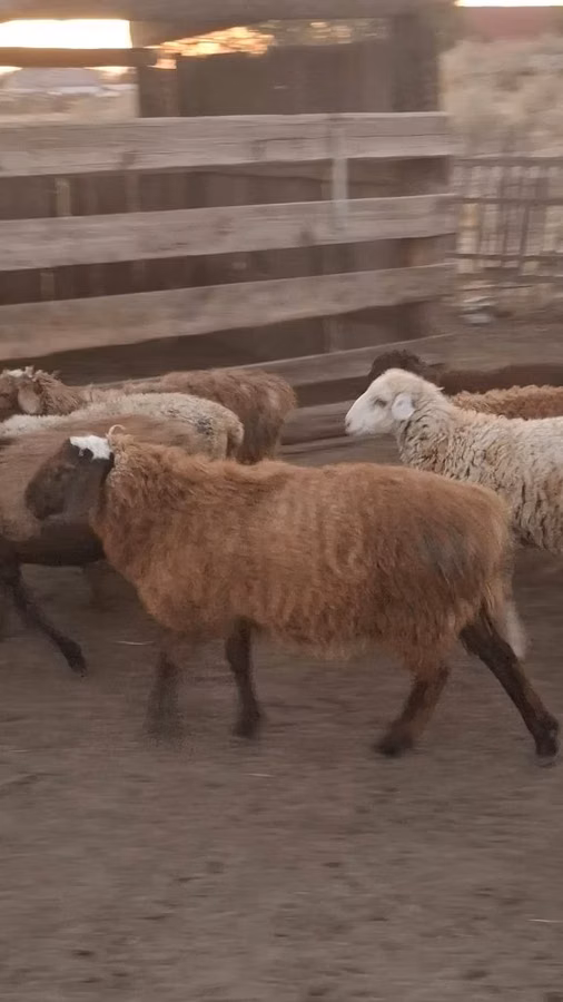 Widder, Hissar sheep
