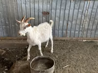 Ziegenbock, Saanen goat — Foto 2