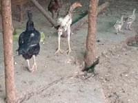 Chickens — Foto 1