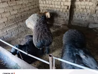 كبش, الأغنام — الصورة 1