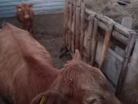 Sigir, Aberdin – Angus — 6-rasm