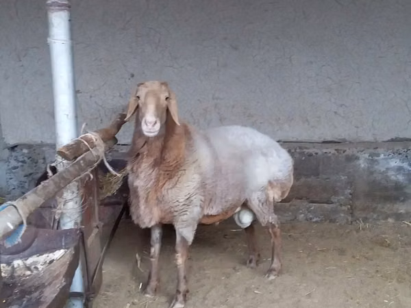 كبش, Arashan sheep — أوزبكستان