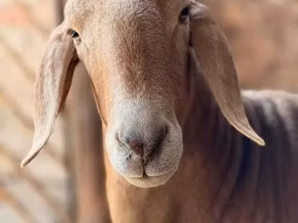 كبش, Arashan sheep — كازاخستان