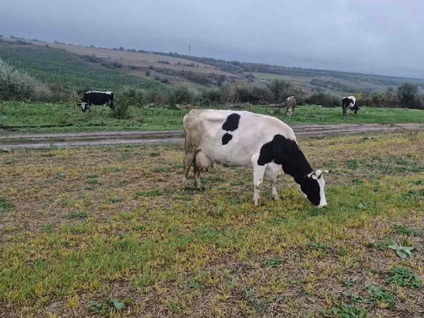 गाय, Russian Black pied cattle