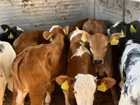 Bovinos (lote, sexo no especificado), Simmental cattle — foto 1