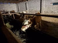 公牛, Latvian Blue cattle — 照片 4