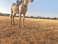 حصان, الخيول — الصورة 4