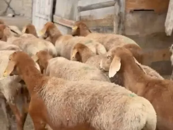 كبش, الأغنام — كازاخستان