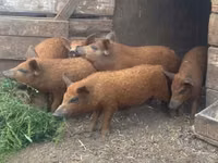 Schweine (Partie, Geschlecht nicht angegeben) — Foto 4