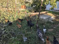 Chickens — الصورة 5
