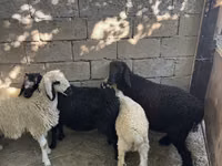 كبش, الأغنام — الصورة 1