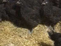 Chickens — Foto 1