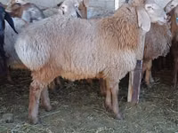 Carnero, Arashan sheep — foto 4