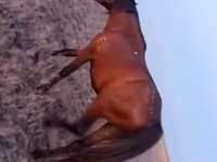Ат, Аттар — сүрөт 2