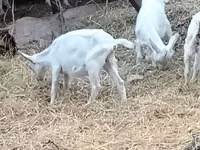 Echki, Saanen goat — 8-rasm
