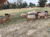 Schaf, Schafe — Foto 2