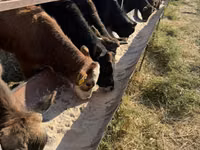 Toro, Raza Alatau — foto 2