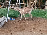 母山羊, Goats — 照片 3