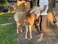 Widder, Arashan sheep — Foto 8