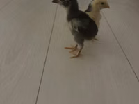 Chickens — Foto 2