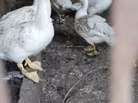 Ducks — foto 1