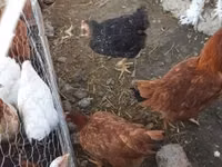 Chickens — الصورة 5