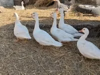 Ducks — Foto 4