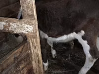 गाय, Simmental cattle — फ़ोटो 2