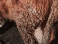 公牛, Cattle — 照片 1