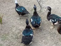 Ducks — الصورة 5