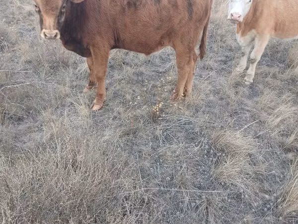 公牛, Cattle — 哈萨克斯坦