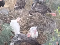 Turkeys — Foto 2