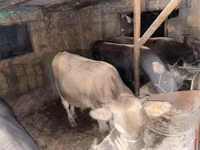 सांड, मवेशी — फ़ोटो 4