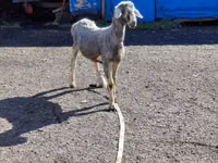 كبش, Edilbay sheep — الصورة 1