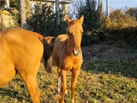 Otlar (partiya, jinsi ko‘rsatilmagan), Thoroughbred horse — 2-rasm