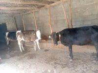 母牛, Cattle — 照片 1
